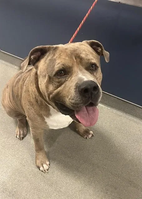 An adult large-sized male American Bulldog dog named Bruno for adoption in Miami, FL