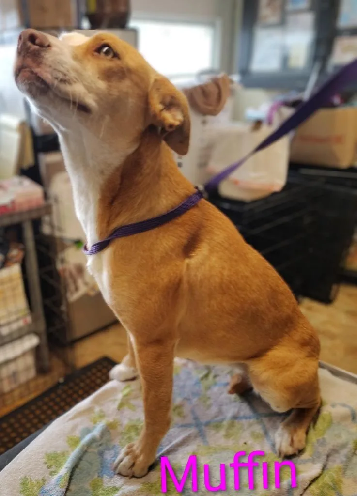 A young medium-sized female Beagle dog named Muffin for adoption in Mena, AR