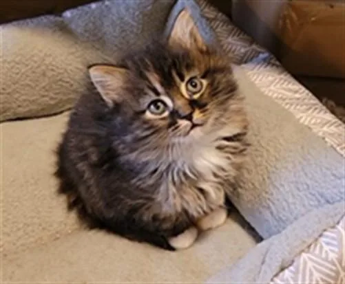 Xena