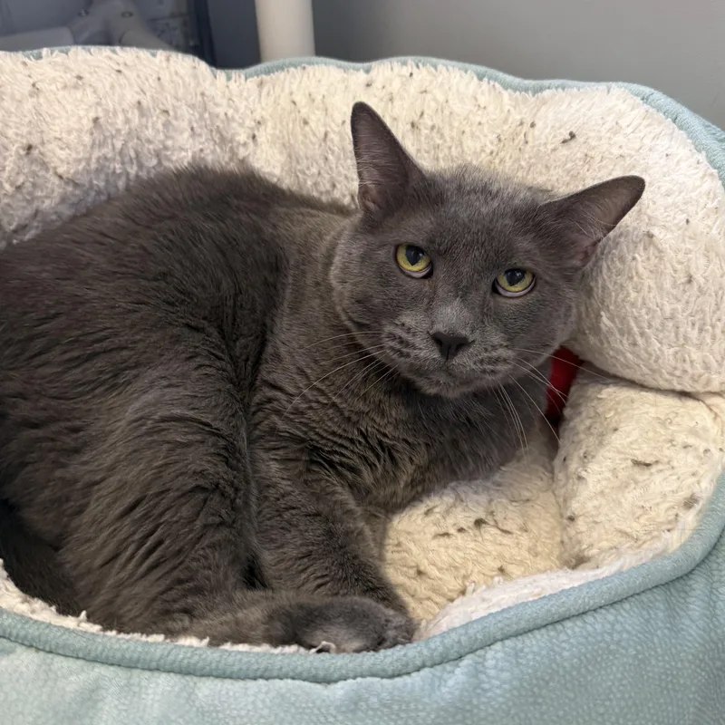 An adult medium-sized male Domestic Short Hair cat named Aslan for adoption in Kearney, NE