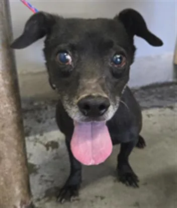 An adult small-sized male Dachshund dog named Benny for adoption in Camarillo, CA