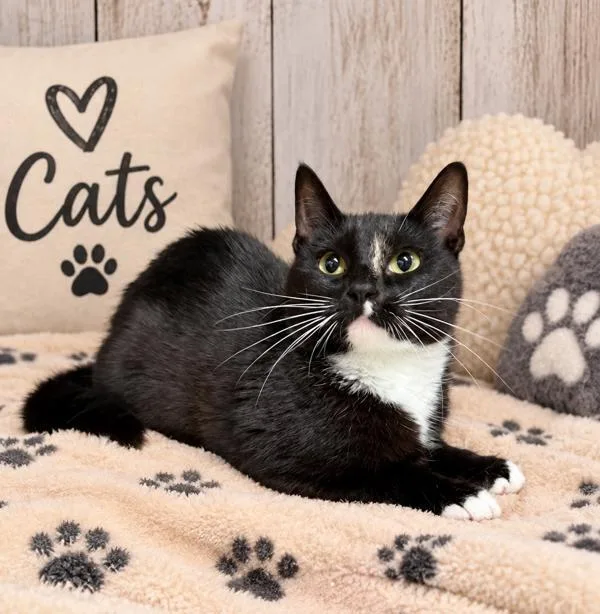 A young medium-sized female Domestic Short Hair cat named Sheila for adoption in Lafayette, LA