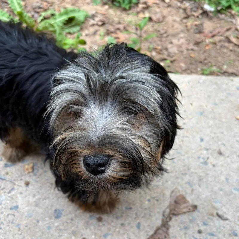 A young small-sized male Black Mixed Breed dog named Maverick for adoption in Fredericksburg, VA