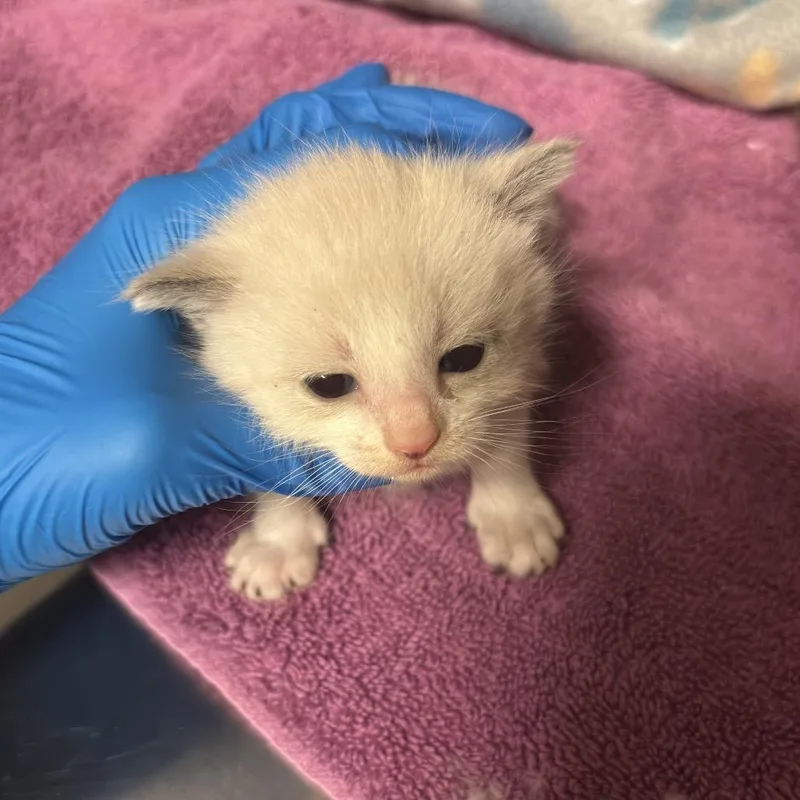 A baby small-sized male Buff / Tan / Fawn Domestic Short Hair cat named Messi for adoption in Council Bluffs, IA
