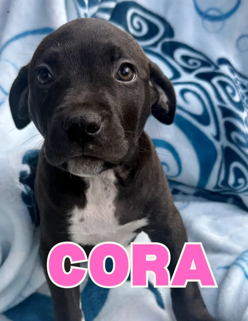 Cora