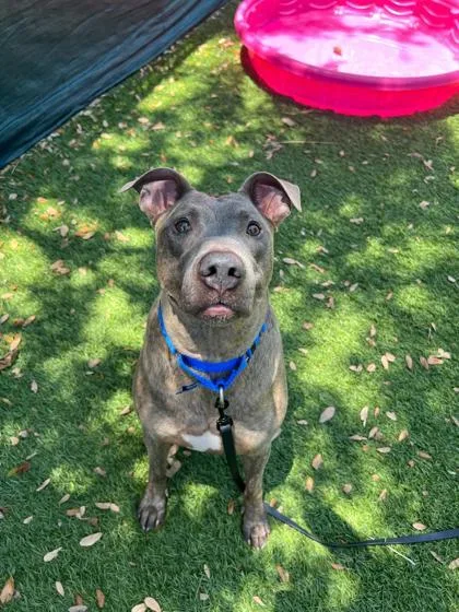 An adult large-sized male Terrier dog named Cash for adoption in North Miami Beach, FL