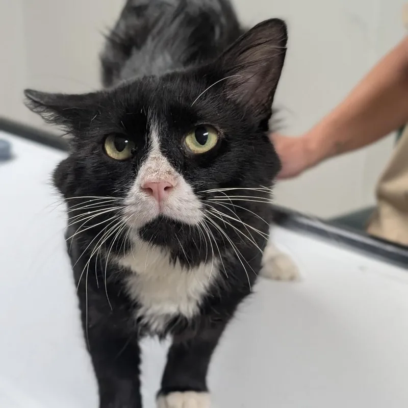Sylvester