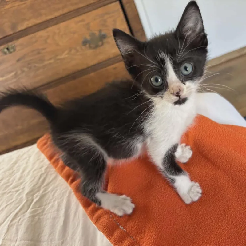 A baby small-sized female Black Domestic Short Hair cat named Tacoma for adoption in Las Cruces, NM