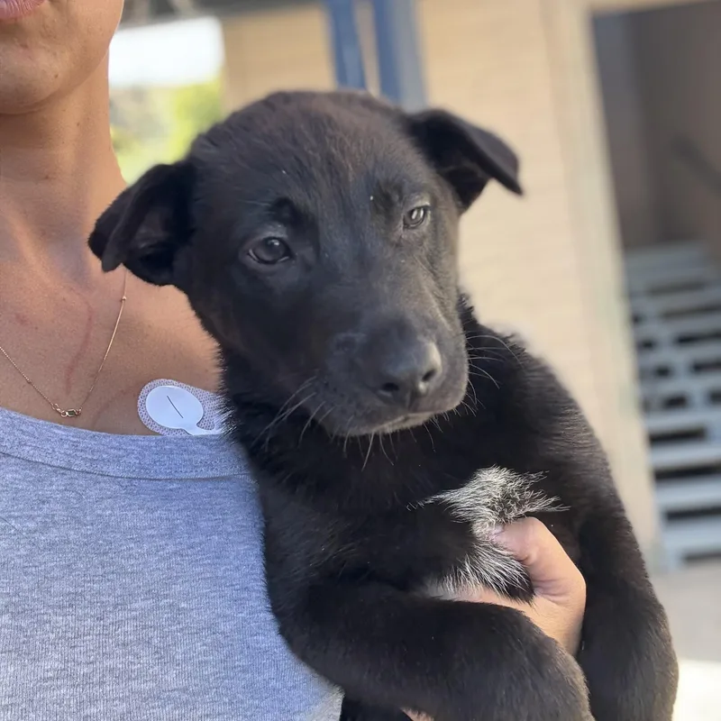 A baby medium-sized male Black Labrador Retriever dog named Asher for adoption in Encino, CA