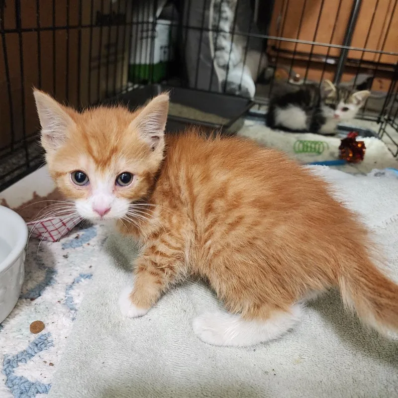 A baby small-sized male Orange / Red Domestic Short Hair cat named Drake for adoption in Evensville, TN