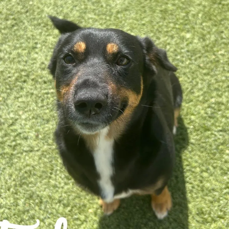 An adult medium-sized female Black Mixed Breed dog named Tink for adoption in LOXAHATCHEE, FL