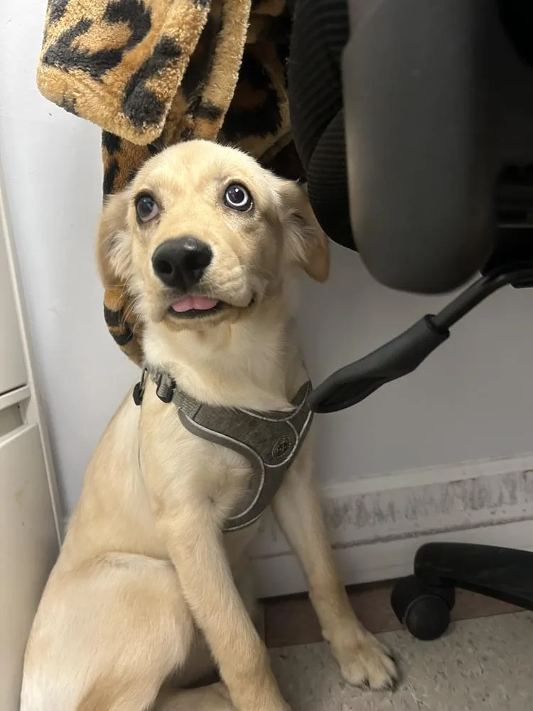 A young medium-sized female Golden Retriever dog named Dani for adoption in Ontario, CA