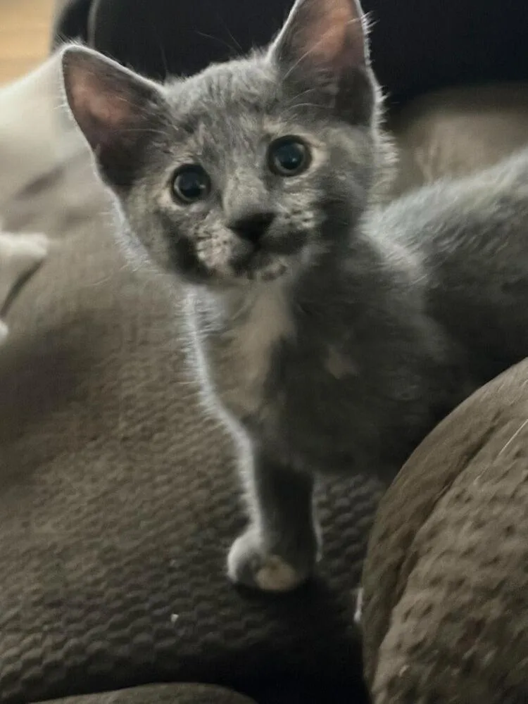 Delilah