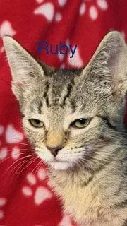 A baby medium-sized female Tiger cat named Ruby for adoption in Oakland Park, FL