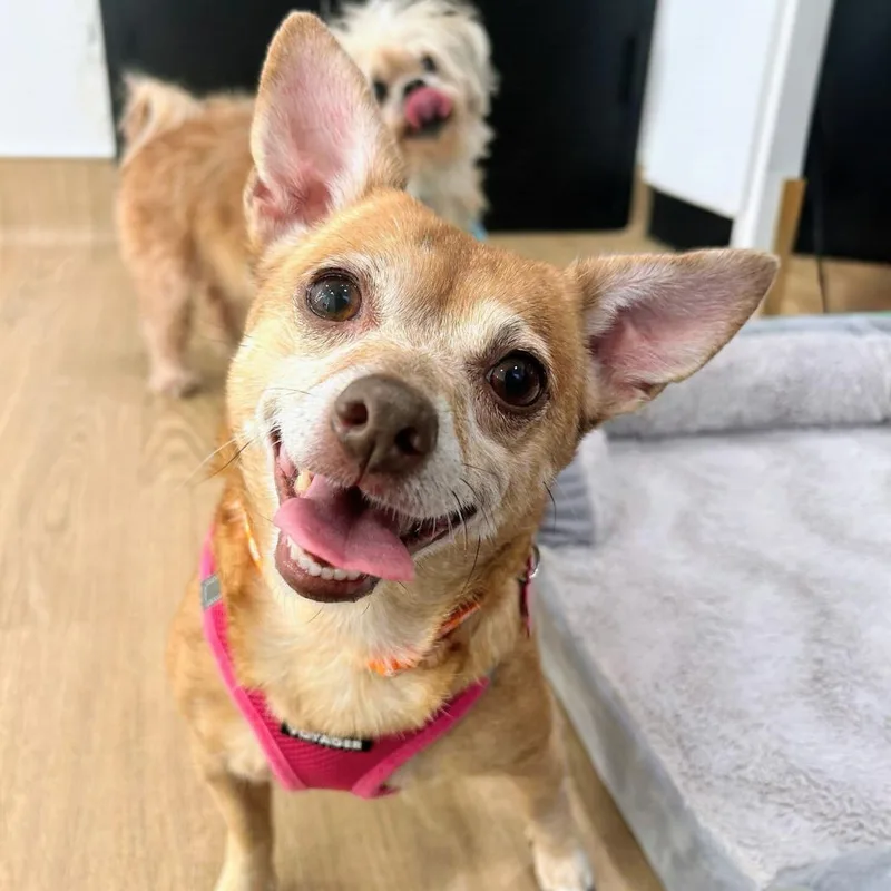 A senior small-sized female Yellow / Tan / Blond / Fawn Chihuahua dog named Stacey Q for adoption in San Francisco, CA