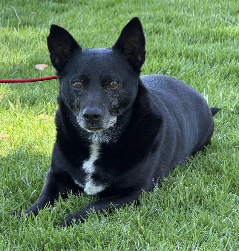 A senior medium-sized male Corgi dog named Mickey for adoption in Capistrano Beach, CA