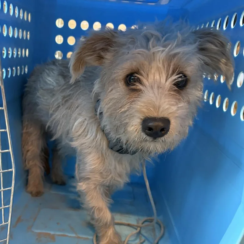 An adult small-sized male Yellow / Tan / Blond / Fawn Wirehaired Terrier dog named Keystone aka Stoney for adoption in Las Vegas, NV