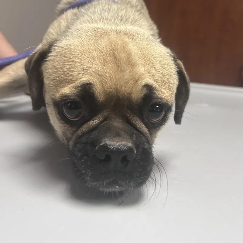 An adult small-sized female Brown / Chocolate Mixed Breed dog named Conney for adoption in Yuma, AZ