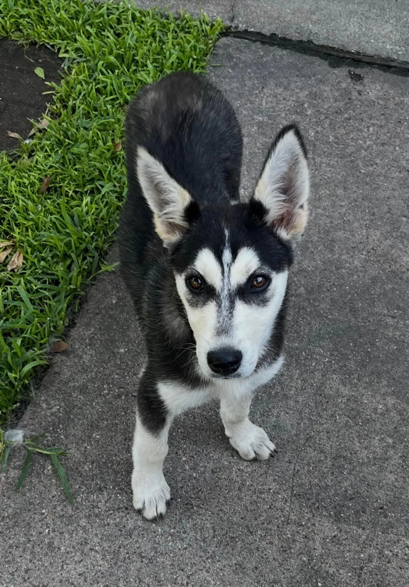 A baby medium-sized female Black Husky dog named Farrah for adoption in Houston, TX