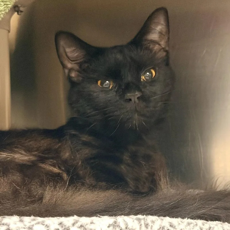 An adult medium-sized male Black Domestic Short Hair cat named Misu for adoption in Springfield, MA