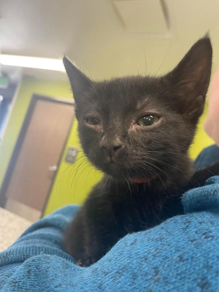 An adult medium-sized female Domestic Short Hair cat named Def Leppard for adoption in Minot, ND