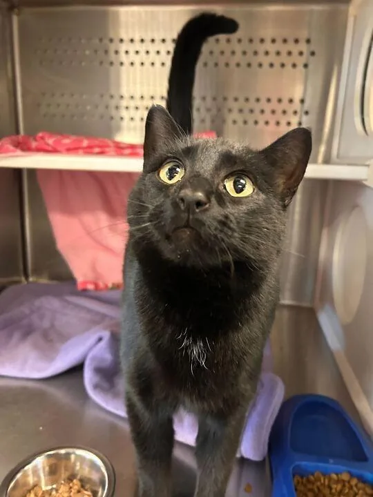 Def Leppard thumbnail 2