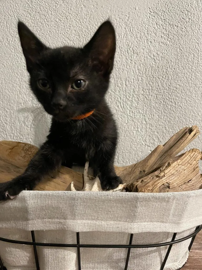 Def Leppard thumbnail 3