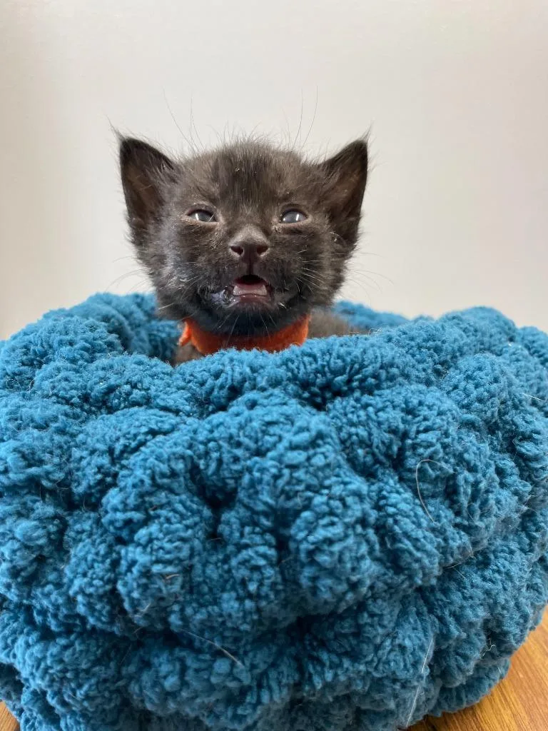 Def Leppard thumbnail 4