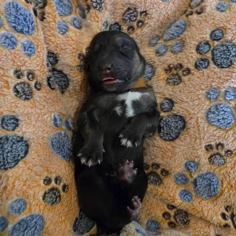 A baby small-sized male Black Shepherd dog named Sofrito for adoption in Chandler, AZ
