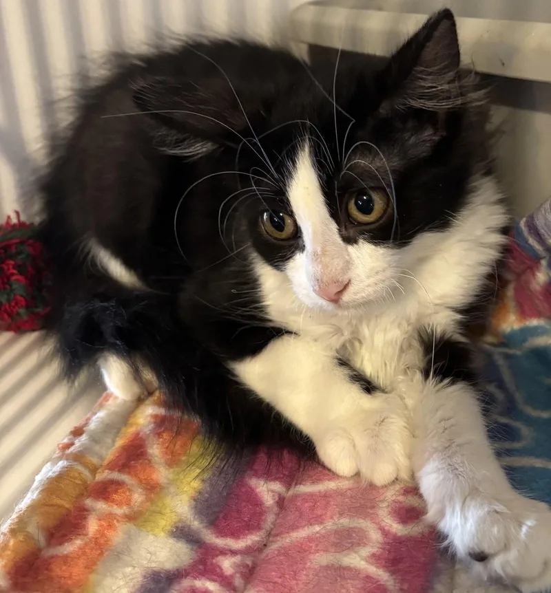 A young medium-sized female Domestic Short Hair cat named Liberty for adoption in Phoenix, AZ