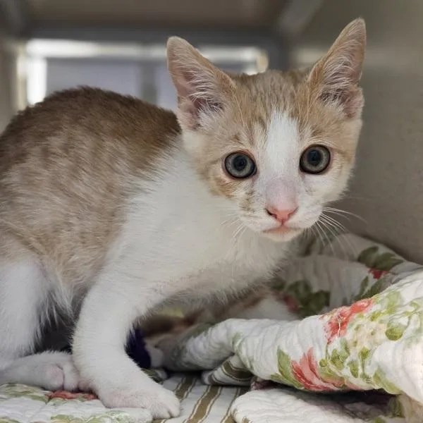 A baby small-sized male Domestic Short Hair cat named Honda for adoption in Oakland, CA