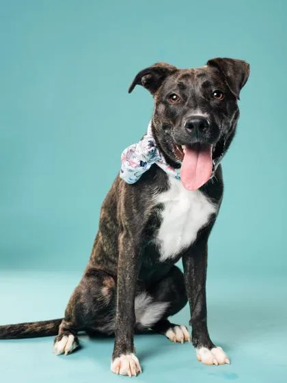 An adult medium-sized female Mixed Breed dog named Rizzie for adoption in Atlanta, GA