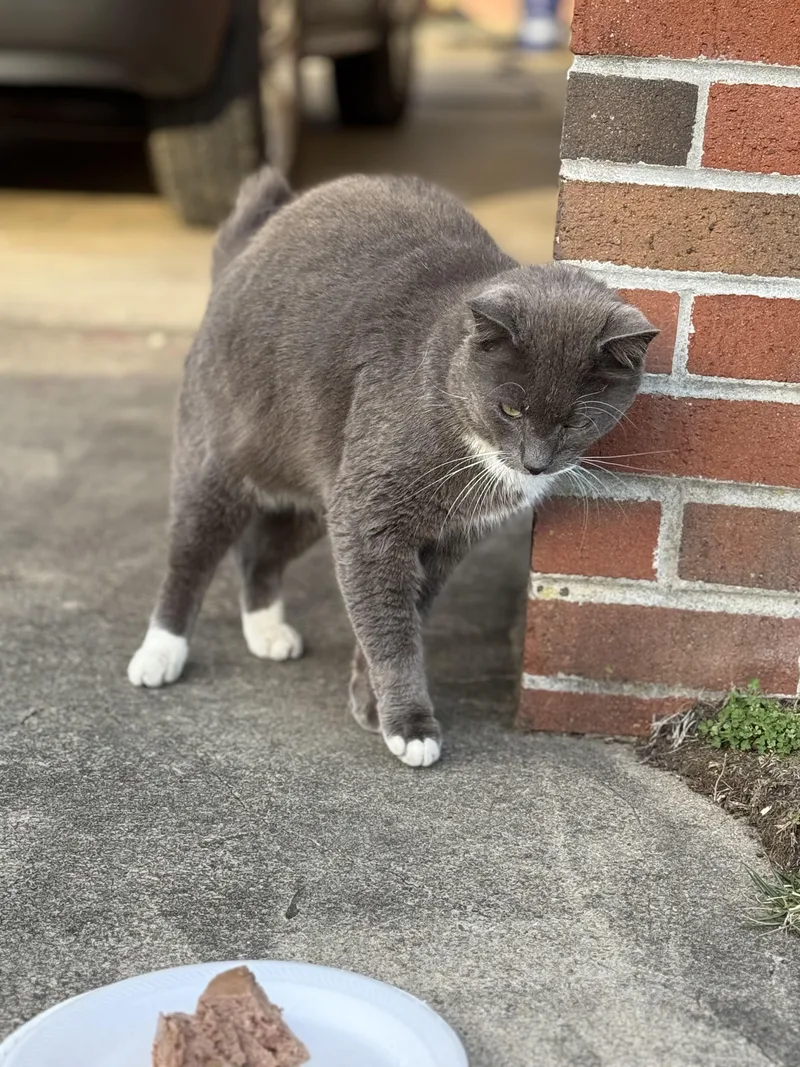 Mr Higgins thumbnail 2