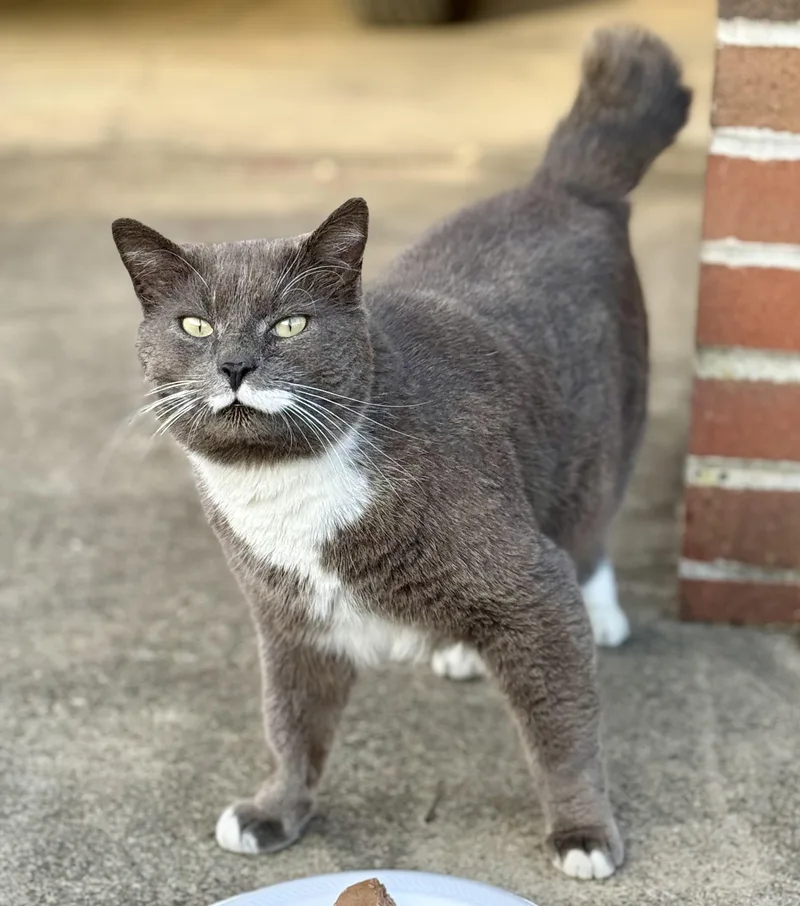 Mr Higgins thumbnail 3