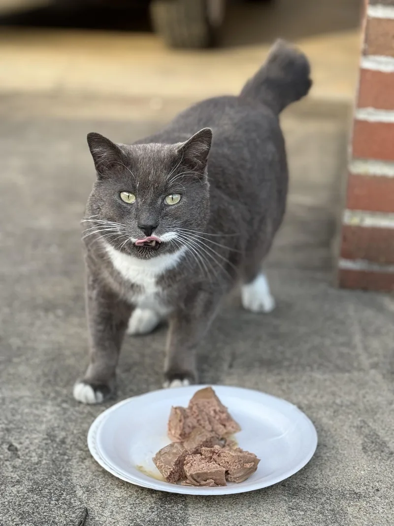 Mr Higgins thumbnail 4