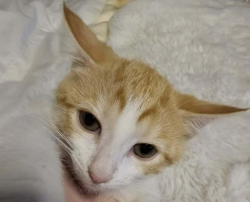 A baby small-sized female Orange & White Domestic Short Hair cat named Sapphire for adoption in Anoka, MN