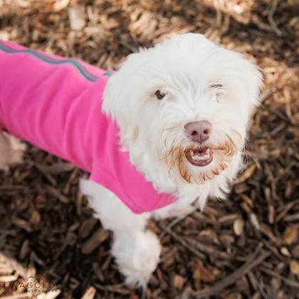 An adult small-sized female Maltese dog named Suzy for adoption in Largo, FL