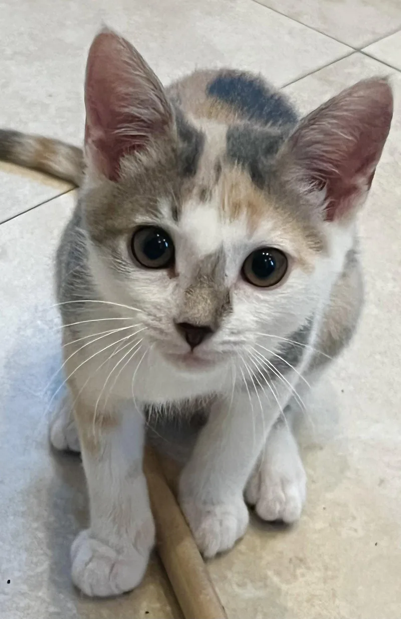 A baby medium-sized female Calico cat named Rebeccah for adoption in Royal Palm Beach, FL