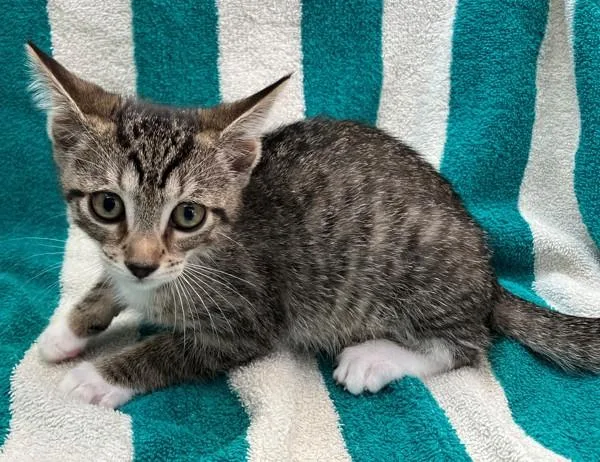 A baby small-sized female Domestic Short Hair cat named Lauren for adoption in Staten Island, NY