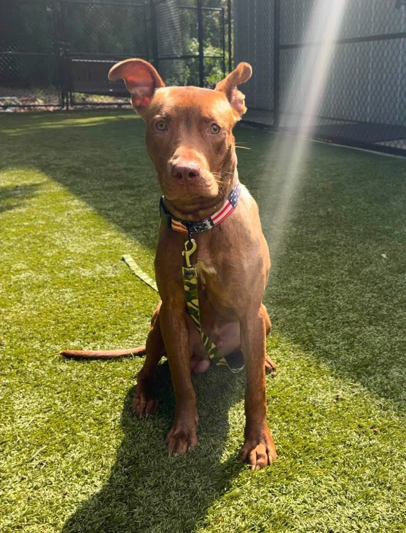 A young medium-sized male Red / Chestnut / Orange Mixed Breed dog named Levi for adoption in Raleigh, NC