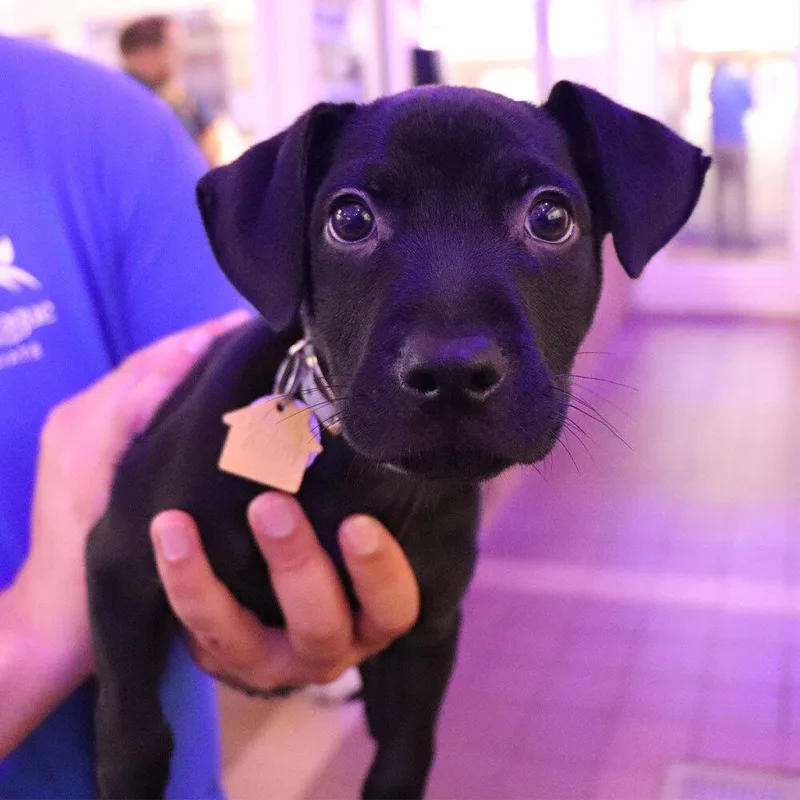 A baby small-sized male Mixed Breed dog named Guajillo for adoption in Port Washington, NY