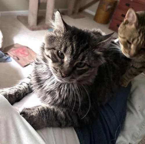 An adult large-sized male Tabby cat named Sunny& Crumble: Bonded for adoption in Greenville, DE