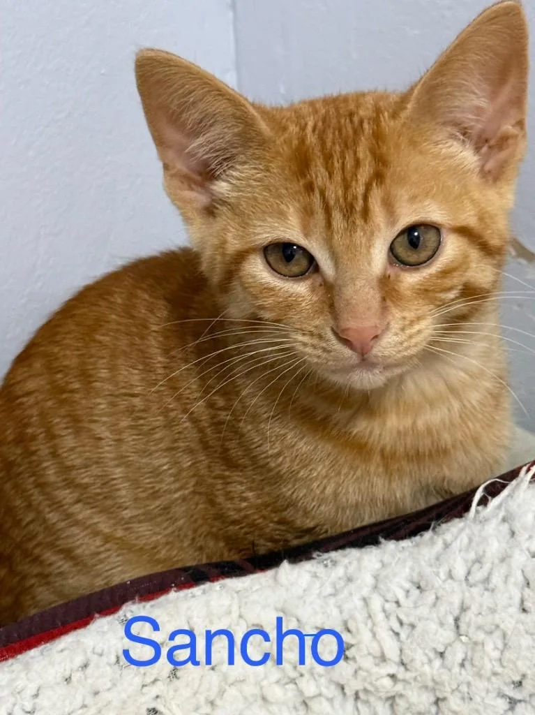 A baby small-sized male Domestic Medium Hair cat named Sancho for adoption in Saint Francisville, LA