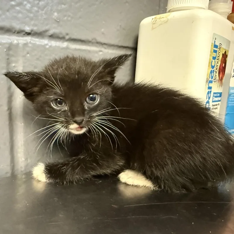 A baby small-sized female Black Domestic Short Hair cat named Cassie for adoption in Tuscaloosa, AL