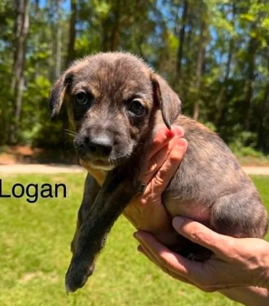 A baby medium-sized male Brindle Mixed Breed dog named Logan for adoption in Eutawville, SC