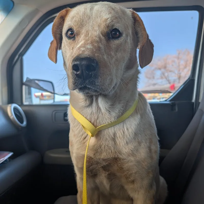 An adult medium-sized female Yellow / Tan / Blond / Fawn Yellow Labrador Retriever dog named Sushi for adoption in Prescott, AZ