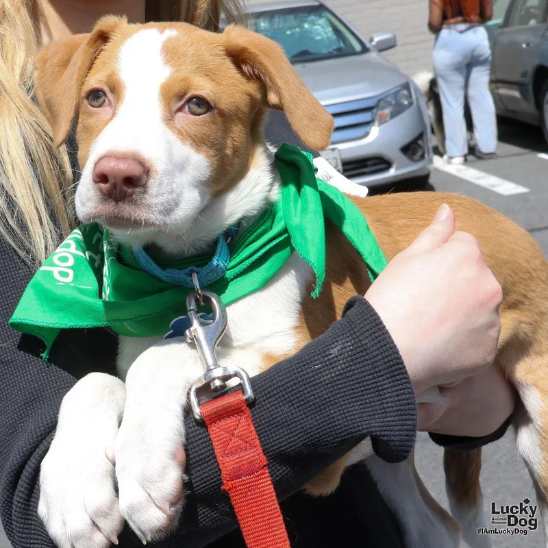 A baby medium-sized male Border Collie dog named Buddy for adoption in Washington, DC