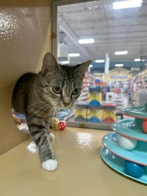 A baby small-sized female Domestic Short Hair cat named Tortilla for adoption in Anoka, MN