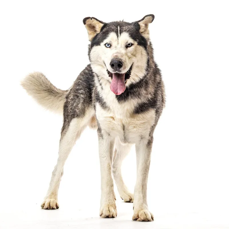 An adult large-sized male Black Alaskan Malamute dog named Maxi for adoption in Reno, NV