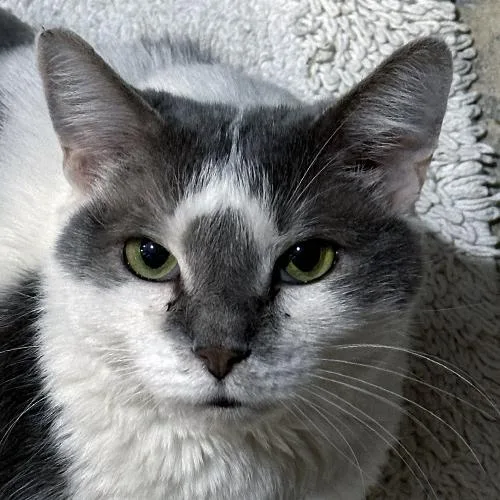 An adult large-sized male Gray & White Domestic Short Hair cat named Loki for adoption in Crystal Lake, IL